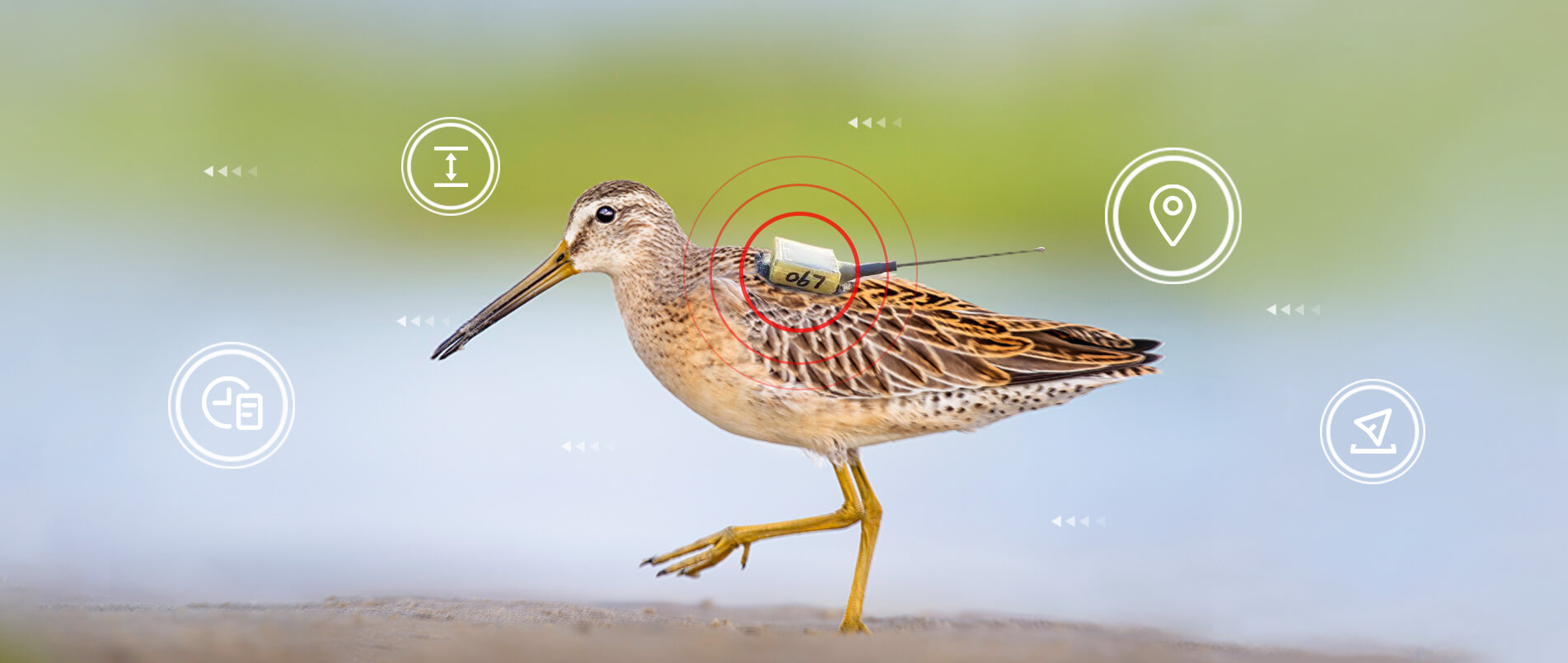 bifa必发物联网整体解决方案，助力小型鸟类实现全球追踪